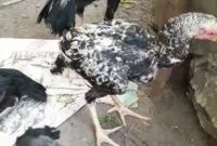 video-ya-sharkan-kuchi-kuchi